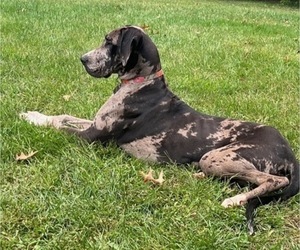 Mother of the Great Dane puppies born on 10/19/2023