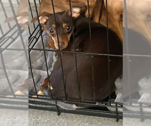 Medium Photo #1 Chihuahua Puppy For Sale in Rancho Cucamonga, CA, USA