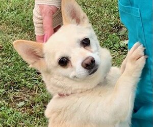 Chihuahua-Unknown Mix Dogs for adoption in Winder, GA, USA