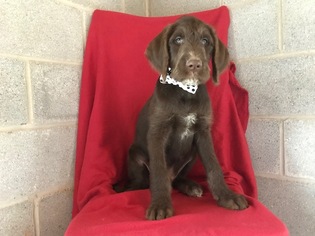 Dalmadoodle Puppy for sale in EAST EARL, PA, USA