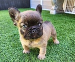 Small French Bulldog