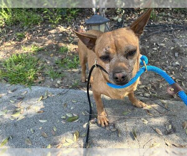 Medium Photo #1 Chihuahua Puppy For Sale in Pasadena, CA, USA