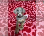 Puppy 3 Doberman Pinscher