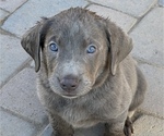 Small Photo #1 Labrador Retriever Puppy For Sale in QUEEN CREEK, AZ, USA