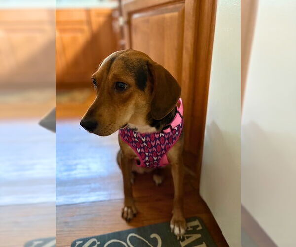 Medium Photo #4 Beagle Puppy For Sale in Dunnellon, FL, USA