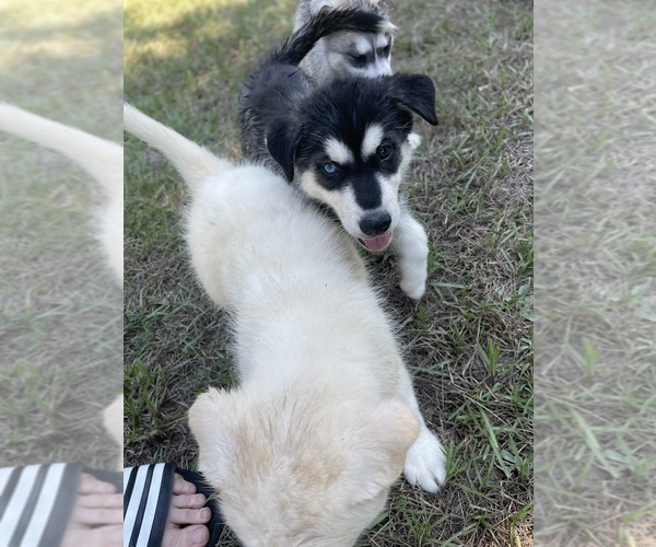 Medium Photo #34 Siberian Husky Puppy For Sale in HILLISTER, TX, USA