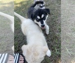 Small #33 Siberian Husky