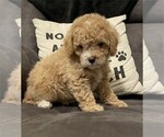 Poodles - Female Poodle (Miniature) Puppy for Sale - Photo #6