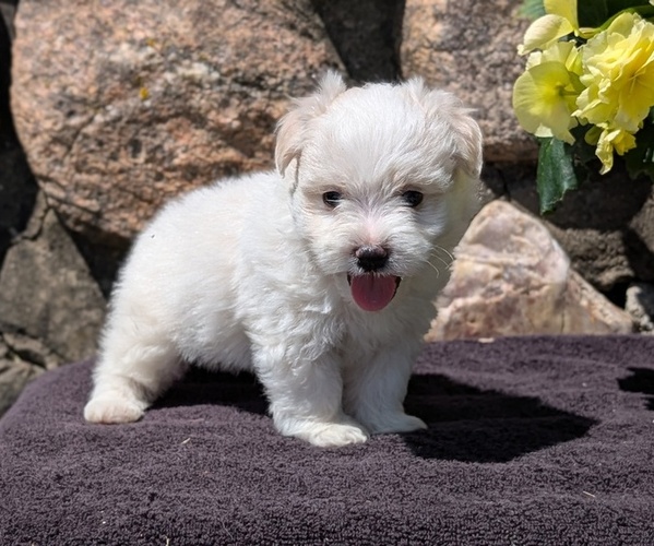 Medium Photo #29 Havanese Puppy For Sale in GOSHEN, IN, USA
