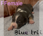 Puppy Puppy 4 American Bully