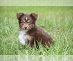 Small #5 Miniature Australian Shepherd