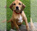 Small #1 Labrador Retriever Mix