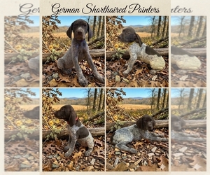 German Shorthaired Pointer Puppy for sale in ROCK HILL, SC, USA