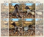 Small German Shorthaired Pointer