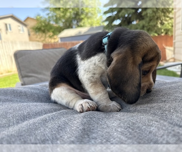 Medium Photo #3 Beagle Puppy For Sale in COLORADO SPRINGS, CO, USA