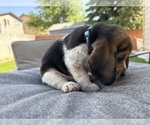 Small Photo #3 Beagle Puppy For Sale in COLORADO SPRINGS, CO, USA