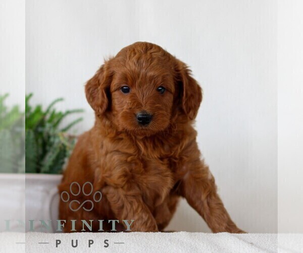 Medium Photo #2 Goldendoodle (Miniature) Puppy For Sale in NARVON, PA, USA