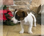 Small Photo #5 Jack Russell Terrier Puppy For Sale in ORRVILLE, OH, USA