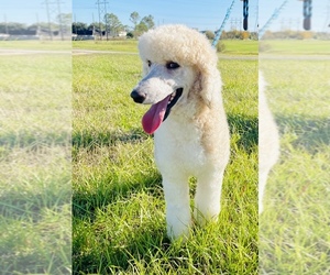 Poodle (Standard) Puppy for sale in SUGAR LAND, TX, USA