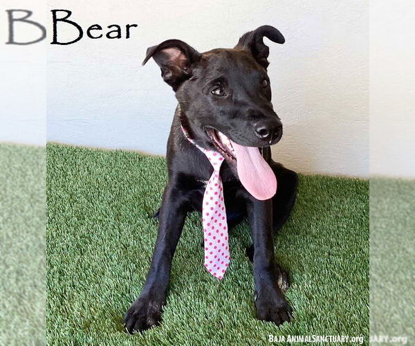 Medium Photo #1 American Staffordshire Terrier-Unknown Mix Puppy For Sale in San Diego, CA, USA