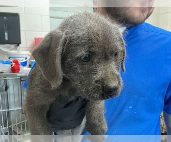 Medium Photo #1 Mutt Puppy For Sale in San Bernardino, CA, USA