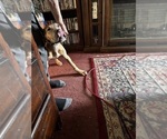 Small #26 Great Dane