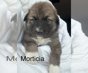 German Shepherd Dog-Great Bernese Mix Puppy for sale in PENNSVILLE, NJ, USA