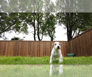 Anatolian Shepherd-Great Pyrenees Mix Puppy for sale in ROWLETT, TX, USA