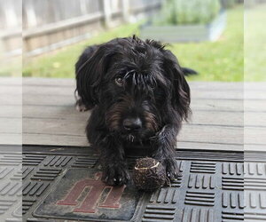 Mutt Dogs for adoption in Fort Worth, TX, USA