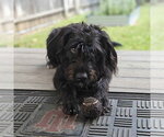 Jesse - Male Mutt Dog for Adoption - Small photo