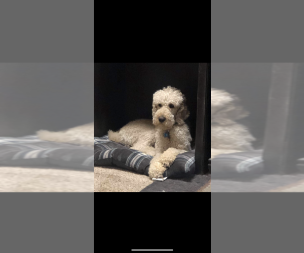 Medium Photo #1 Goldendoodle Puppy For Sale in VISALIA, CA, USA