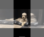 Small Photo #1 Goldendoodle Puppy For Sale in VISALIA, CA, USA