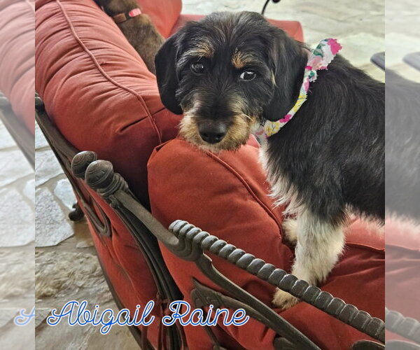 Medium Photo #2 Dachshund-Unknown Mix Puppy For Sale in San Antonio, TX, USA
