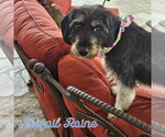 Small #1 Dachshund Mix