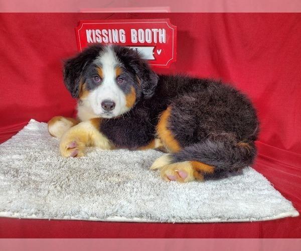 Medium Photo #2 Bernese Mountain Dog Puppy For Sale in BLACK FOREST, CO, USA