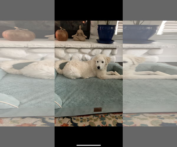 Medium Photo #4 Great Pyrenees Puppy For Sale in Spring, TX, USA