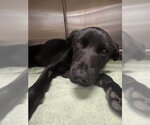 Small #1 Labrador Retriever Mix