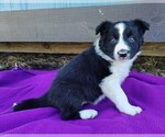 Small Photo #12 Border Collie Puppy For Sale in NORBORNE, MO, USA