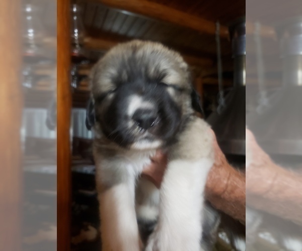 Medium Photo #38 Anatolian Shepherd-Maremma Sheepdog Mix Puppy For Sale in LECANTO, FL, USA