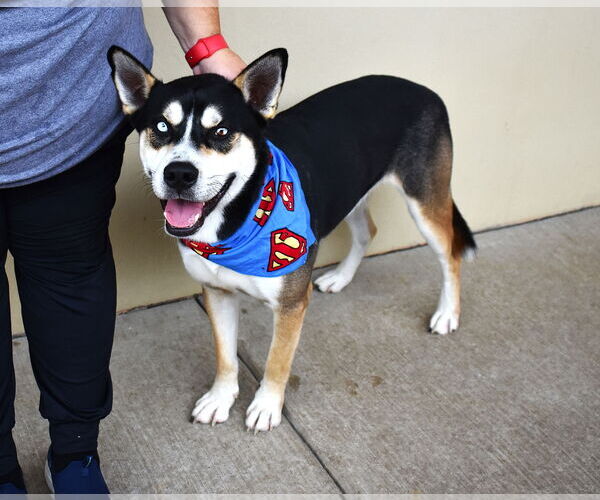 Medium Photo #1 Huskies -Unknown Mix Puppy For Sale in McKinney, TX, USA