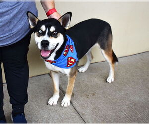 Huskies -Unknown Mix Dogs for adoption in McKinney, TX, USA