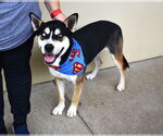 Small Huskies  Mix