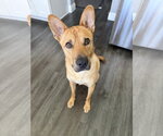 Small #1 Mutt