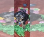 Small Photo #42 Yorkshire Terrier Puppy For Sale in AKRON, OH, USA