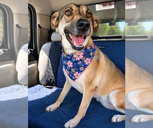 Mutt Dogs for adoption in Euless, TX, USA