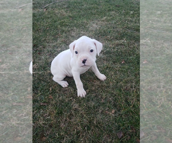 Medium Photo #1 Boxer Puppy For Sale in HILLSVILLE, VA, USA