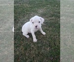 Small Photo #1 Boxer Puppy For Sale in HILLSVILLE, VA, USA