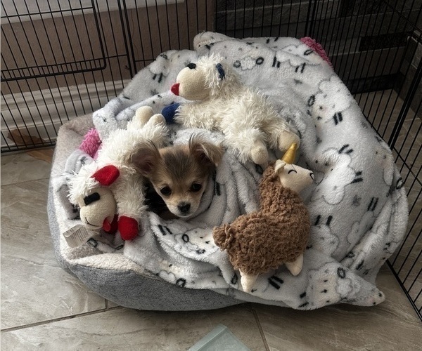 Medium Photo #6 Chihuahua Puppy For Sale in ROUND ROCK, TX, USA