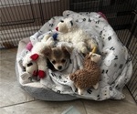 Small #5 Chihuahua