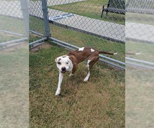 American Pit Bull Terrier Dogs for adoption in Corpus Christi, TX, USA